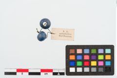Foto von Glasperle (NHMW-PRAE-023957)